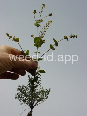 pepperweed, clasping